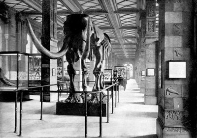 The Great Mastodon in the South-East Gallery of the Natural History Museum, South Kensington, London, 1890 by British Photographer